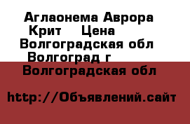 Аглаонема Аврора (Крит) › Цена ­ 260 - Волгоградская обл., Волгоград г.  »    . Волгоградская обл.